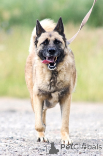 Additional photos: Young mestizo shepherd dog Rich in good hands