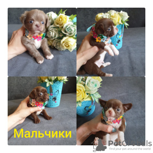 Photo №2 to announcement № 51684 for the sale of chihuahua - buy in Russian Federation private announcement