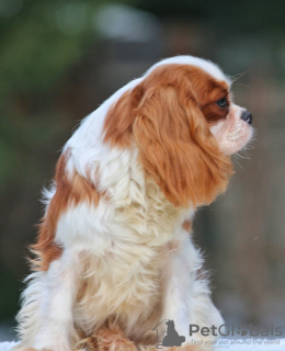 Photo №3. Cavalier King Charles Spaniel Puppy. United States