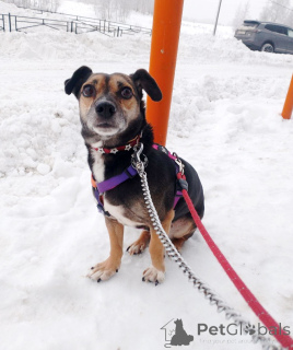 Photo №3. A small fragile dog is looking for a home. Russian Federation