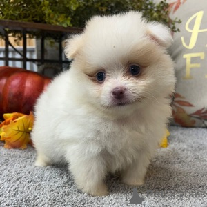 Photo №1. pomeranian - for sale in the city of Barsel | 329$ | Announcement № 152924