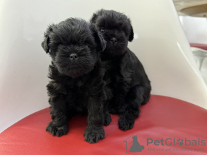 Photo №4. I will sell affenpinscher in the city of Dnipro. from nursery, breeder - price - 2113$
