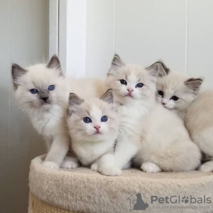 Photo №1. ragdoll - for sale in the city of Brussels | Is free | Announcement № 127653