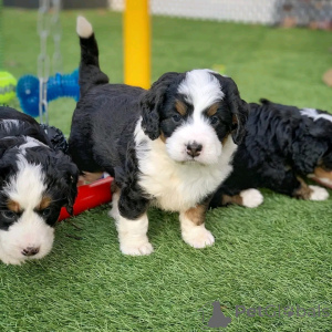 Photo №1. bernese mountain dog - for sale in the city of Berlin | 941$ | Announcement № 139044