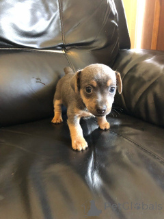 Photo №2 to announcement № 168383 for the sale of jack russell terrier - buy in Sweden private announcement, breeder