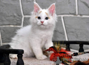 Photo №2 to announcement № 65086 for the sale of ragdoll - buy in Greece private announcement