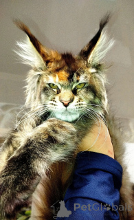 Photo №1. maine coon - for sale in the city of Moskova | 812$ | Announcement № 145484