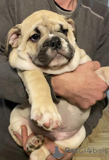 Additional photos: English bulldog