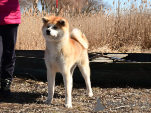 Photo №1. akita - for sale in the city of Cherkassky Bishkin | 1000$ | Announcement № 18297