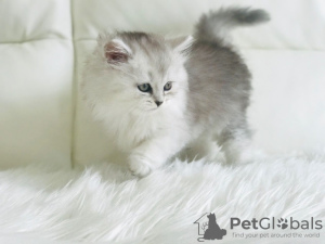 Photo №1. scottish fold - for sale in the city of St. Petersburg | 355$ | Announcement № 13082