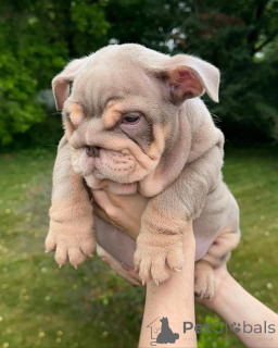 Photo №1.  - for sale in the city of Kiev | 500$ | Announcement № 142156