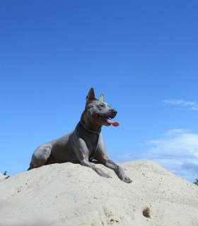 Photo №4. I will sell thai ridgeback in the city of Viimsi. private announcement, from nursery, breeder - price - 1621$