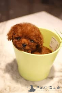 Photo №2 to announcement № 169512 for the sale of poodle (toy) - buy in Finland private announcement, breeder