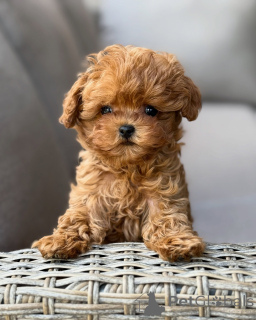 Photo №2 to announcement № 169429 for the sale of maltipu - buy in France breeder