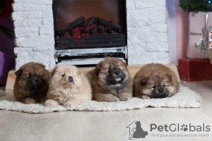 Photo №2 to announcement № 8553 for the sale of  - buy in Russian Federation from nursery, breeder