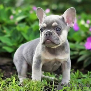 Photo №4. I will sell french bulldog in the city of Luxembourg. private announcement, breeder - price - 1239$