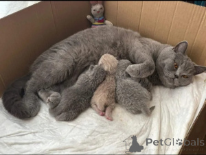 Photo №1. british shorthair - for sale in the city of Deutsch-Wagram | 413$ | Announcement № 174320