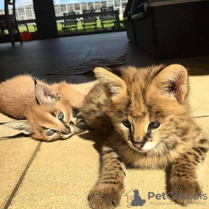 Photo №3. serval,caracal,savannah. Australia