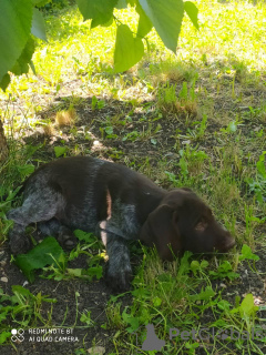 Photo №2 to announcement № 52182 for the sale of german wirehaired pointer - buy in Russian Federation breeder
