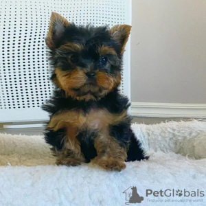 Photo №4. I will sell yorkshire terrier in the city of Франкфурт-на-Майне. private announcement - price - 310$