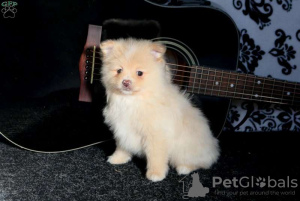 Photo №1. pomeranian - for sale in the city of Emden | negotiated | Announcement № 44778