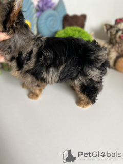Photo №2 to announcement № 164795 for the sale of yorkshire terrier - buy in Germany private announcement, from the shelter