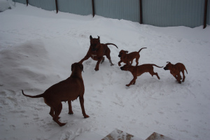 Additional photos: Rhodesian ridgeback puppies looking for owners