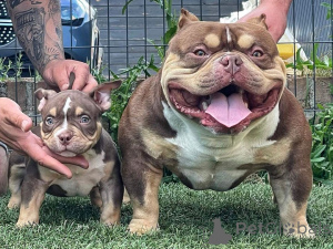 Photo №1. american bully - for sale in the city of Ansonia | negotiated | Announcement № 170481