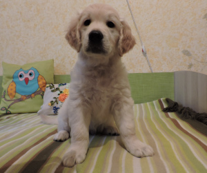 Photo №1. golden retriever - for sale in the city of Voronezh | 403$ | Announcement № 2959
