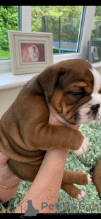 Additional photos: Vaccinated English Bulldog available now for caring homes