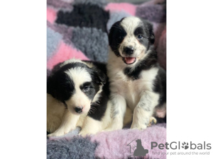 Photo №1. bearded collie - for sale in the city of Hendek | negotiated | Announcement № 10030