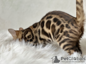 Additional photos: Wunderschöner Bengal-Junge und -Mädchen