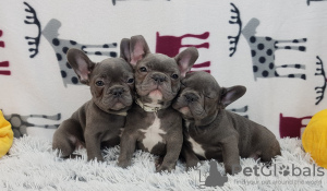 Photo №1. french bulldog - for sale in the city of Berlin | Is free | Announcement № 125085