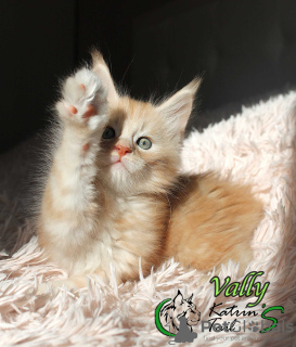 Photo №2 to announcement № 9687 for the sale of maine coon - buy in Russian Federation private announcement, from nursery, breeder