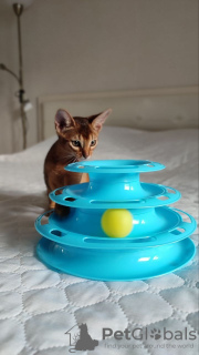 Additional photos: Purebred Abyssinian girl