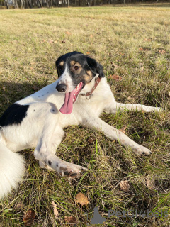 Additional photos: Mega-positive dog Vasily is in good hands