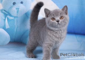 Photo №4. I will sell british shorthair in the city of Пршибрам. breeder - price - 7500$