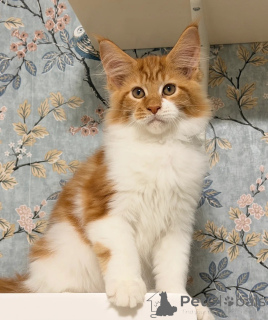 Photo №3.  *TICA REG* GINGER MAINE COON KITTENS. United States