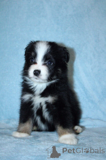 Photo №1. australian shepherd - for sale in the city of Esslingen am Neckar | 847$ | Announcement № 150736