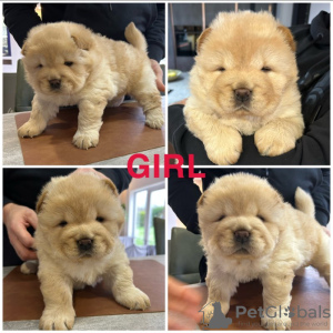 Photo №2 to announcement № 131476 for the sale of chow chow - buy in Belgium private announcement, breeder