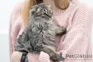 Additional photos: Kitten Manul in good hands