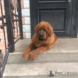 Photo №2 to announcement № 7666 for the sale of tibetan mastiff - buy in Russian Federation breeder