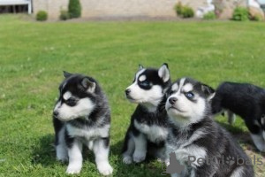 Photo №1. siberian husky - for sale in the city of Engelberg | 400$ | Announcement № 171089