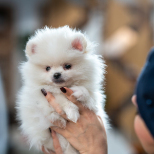 Photo №2 to announcement № 2252 for the sale of pomeranian - buy in Russian Federation 