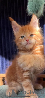 Photo №2 to announcement № 126529 for the sale of maine coon - buy in Spain private announcement, breeder