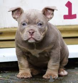 Photo №2 to announcement № 136091 for the sale of american bully - buy in Switzerland 