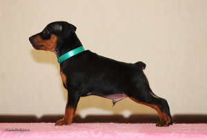Photo №4. I will sell miniature pinscher in the city of Orenburg. breeder - price - 373$