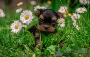 Photo №1. yorkshire terrier - for sale in the city of Berlin | Is free | Announcement № 79811