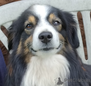Photo №3. Beautiful miniature blue merle MAS. Poland
