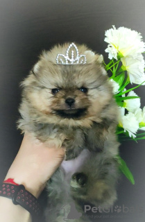 Photo №1. pomeranian - for sale in the city of Minsk | 264$ | Announcement № 103106
